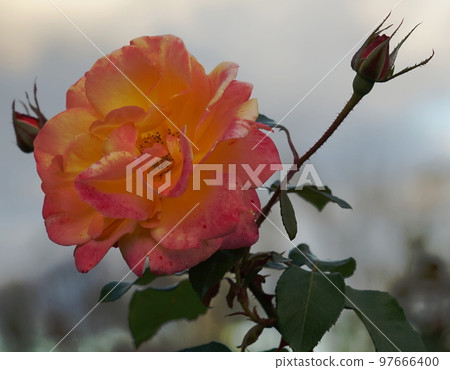 yellow pink roses yellow pink roses 97666400