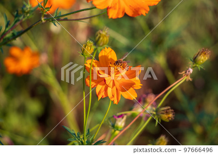 orange flowers and bees 97666496