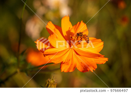 Yellow cosmos flower and bee 97666497