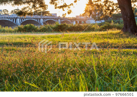 Amagasaki City, Hyogo Prefecture, Muko River riverbed bathed in the setting sun 97666501