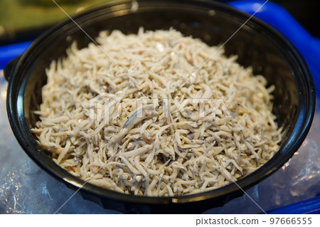 Larvae 97666555