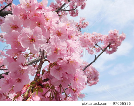 Cherry blossoms along Katabira River 97666556