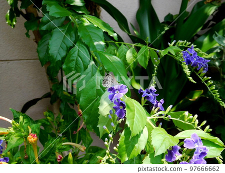 Duranta 和 Corbicula japonicus 97666662