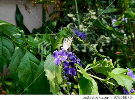 Duranta 和 Corbicula japonicus 97666670