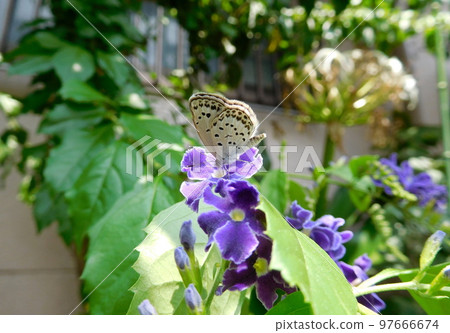 Duranta 和 Corbicula japonicus 97666674