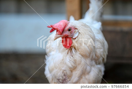 A chicken with white plumage and a red comb stands in a farmyard with its head tilted and looking intently into the camera. Close-up of the bird, blurred background. 97666854