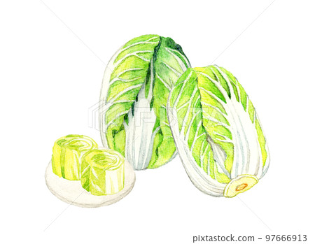 Chinese cabbage and Chinese cabbage pickles set Hand-drawn watercolor illustrations of vegetables and Japanese food 97666913