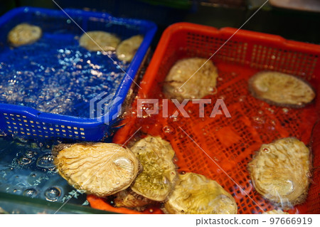 鮑魚 97666919