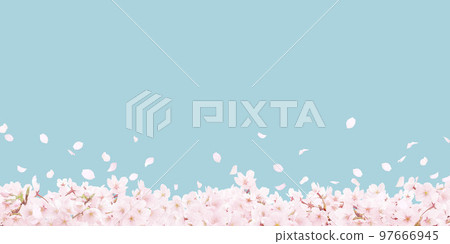 cherry blossom illustration realistic cherry blossom illustration realistic 97666945