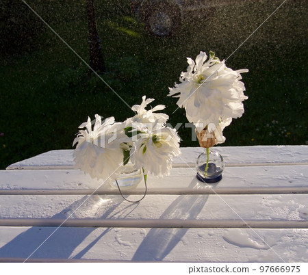 Beautiful white peonies design in the rain in the garden 97666975