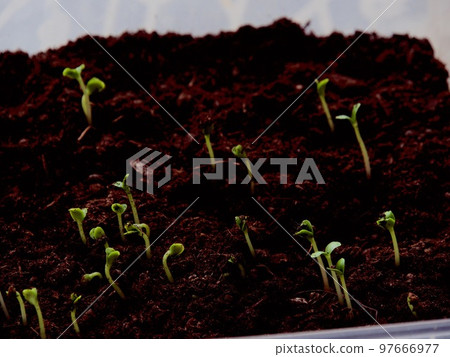 Group of the beginnings in soil 97666977