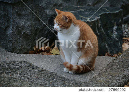 Matsuyama Ishite Temple cat Matsuyama Ishite Temple cat 97666992