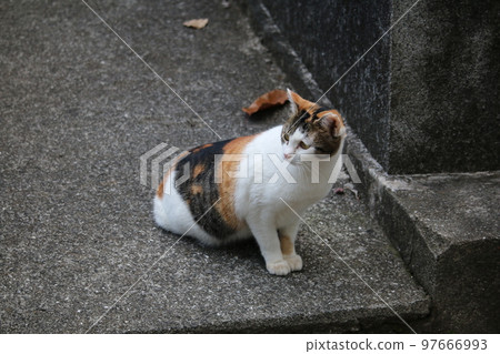 Matsuyama Ishite Temple cat Matsuyama Ishite Temple cat 97666993