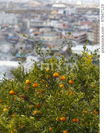 山坡上的柑田與城市風光 97667129