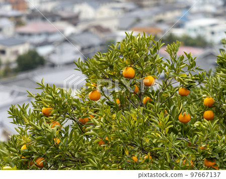 Tangerine field and city scenery on the mountain slope 97667137