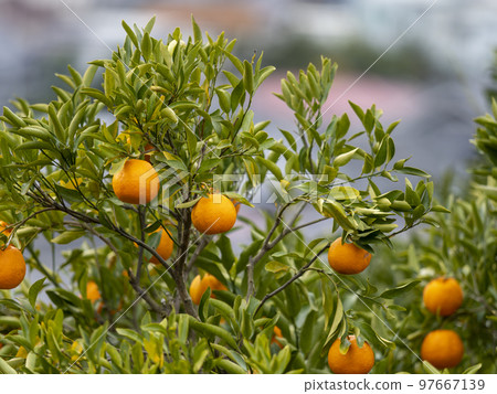Tangerine field and city scenery on the mountain slope 97667139