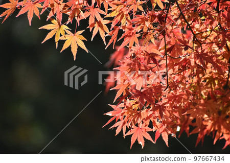 Momiji that turned red 97667434