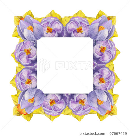 Watercolor hand drawn square frame with spring flowers, crocus, snowdrops, daffodils, leaves. Isolated on white background. Design for invitations, wedding, greeting cards, wallpaper, print, textile. Watercolor hand drawn square frame with spring flowers, crocus, snowdrops, daffodils, leaves. Isolated on white background. Design for invitations, wedding, greeting cards, wallpaper, print, textile. 97667459