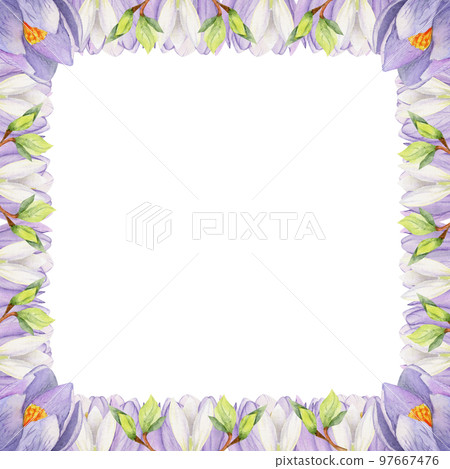 Watercolor hand drawn square frame with spring flowers, crocus, snowdrops, branches, leaves. Isolated on white background. Design for invitations, wedding, greeting cards, wallpaper, print, textile. Watercolor hand drawn square frame with spring flowers, crocus, snowdrops, branches, leaves. Isolated on white background. Design for invitations, wedding, greeting cards, wallpaper, print, textile. 97667476