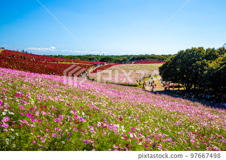 Hitachi Seaside Park Cosmos Field 97667498
