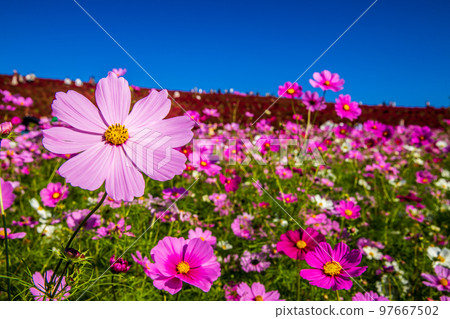 Hitachi Seaside Park Cosmos Field 97667502