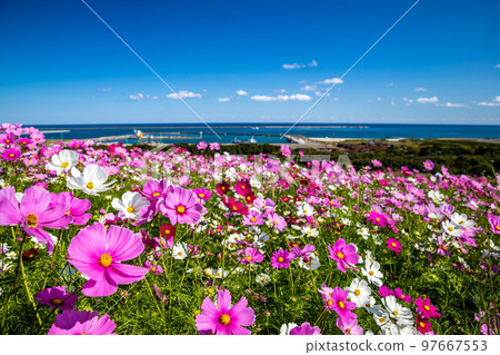 Hitachi Seaside Park Cosmos Field 97667553