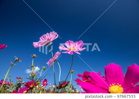 Hitachi Seaside Park Cosmos Field Hitachi Seaside Park Cosmos Field 97667555
