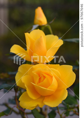 羅斯(亨利方達) 羅斯(亨利方達) 97667646