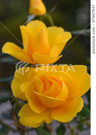 羅斯（亨利方達） 97667647