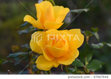 羅斯（亨利方達） 97667648