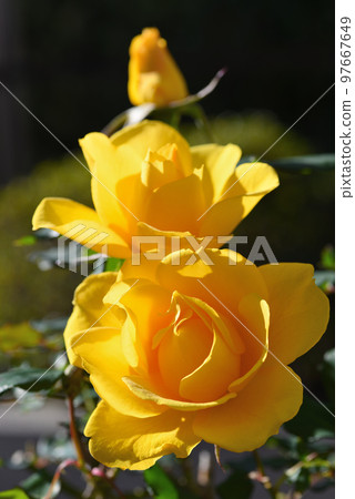 羅斯（亨利方達） 97667649