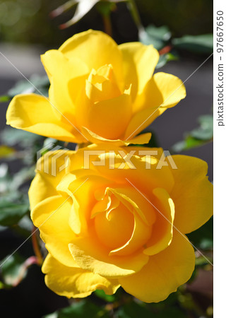 羅斯（亨利方達） 97667650