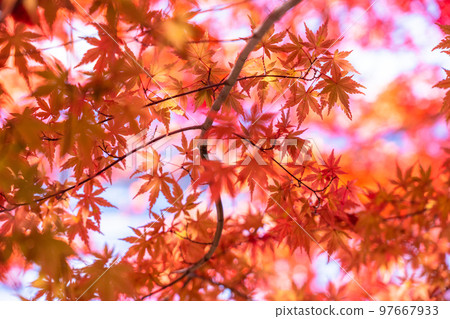秋葉/秋天圖像 97667933