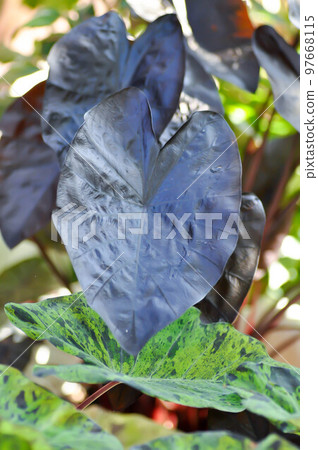 colocasia black ripple , Colocasia or black Colocasia colocasia black ripple , Colocasia or black Colocasia 97668115
