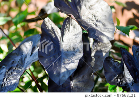 colocasia black ripple , Colocasia or black Colocasia colocasia black ripple , Colocasia or black Colocasia 97668121