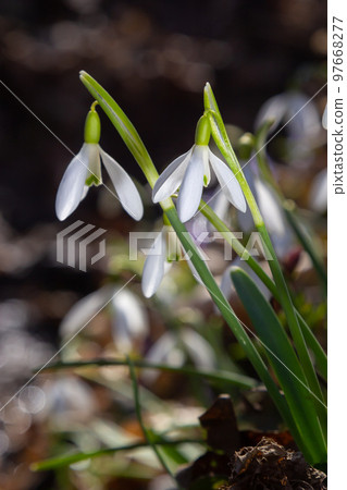 White snowdrop flower, close up. Galanthus blossoms illuminated by the sun in the green blurred background, early spring. Galanthus nivalis bulbous, perennial herbaceous plant in Amaryllidaceae family White snowdrop flower, close up. Galanthus blossoms illuminated by the sun in the green blurred background, early spring. Galanthus nivalis bulbous, perennial herbaceous plant in Amaryllidaceae family 97668277
