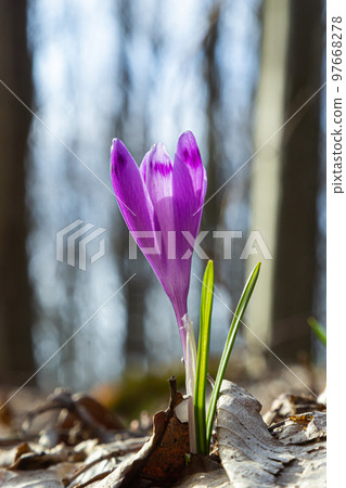 Sunlit purple crocus flowers, Crocus tommasinianus, Barr's purple, blooming in Spring, side view, green foliage background 97668278