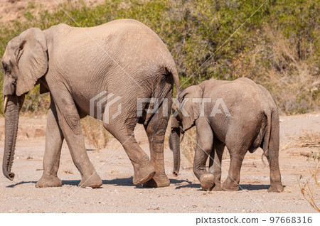 Two Desert Elephants in Namibia 97668316
