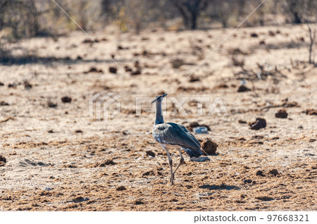 A Kori Bustard, standing on the edge of a waterhole 97668321