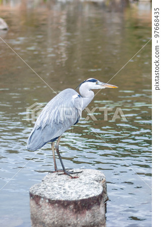 Heron, waterside Heron, waterside 97668435