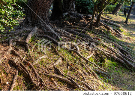 Many tree roots exposed on the ground 97668612