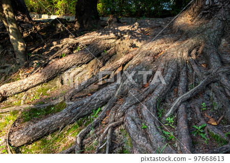 tree roots exposed on the ground 97668613
