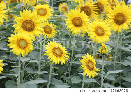 向日葵 97668678