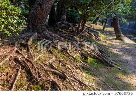 Row of trees along the river bank with many exposed roots 97668726