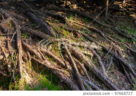 Many tree roots exposed above the ground 97668727