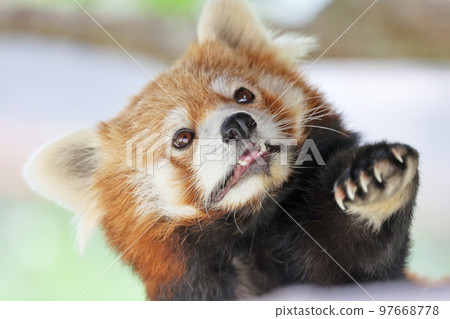 cute red panda cute red panda 97668778