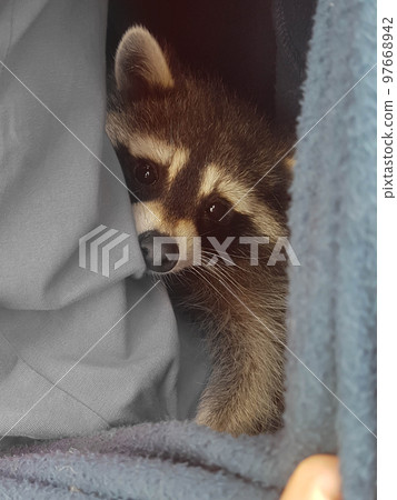 close up. cute raccoon sleeping in the apartment on the couch. close up. cute raccoon sleeping in the apartment on the couch. 97668942