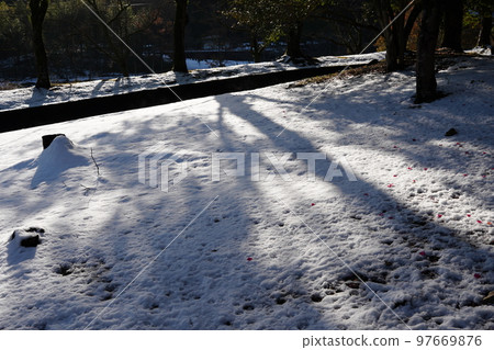 粉紅色的心形茶梅花瓣落在潔白的雪地上 粉紅色的心形茶梅花瓣落在潔白的雪地上 97669876