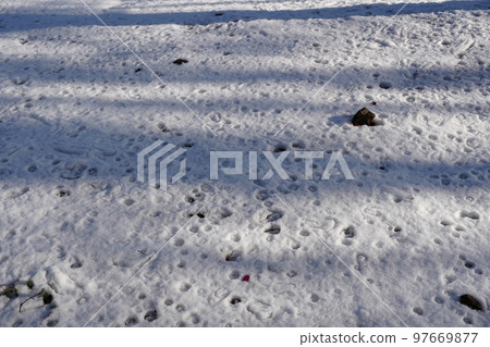 Pink heart-shaped sasanqua petals fall on pure white snow 97669877