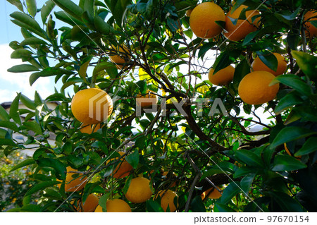 果園里長著很多橘子 97670154